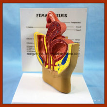 Human Health Female Urinary Pelvis Antomical Model with Description Plate